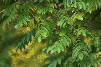 Flora-Baum-kaukasische-Fluegelnuss-20101017-135.jpg