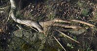 Flora-Baumwurzel-20080323-018.jpg