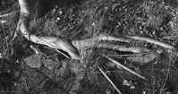 Flora-Baumwurzel-20080323-019.jpg