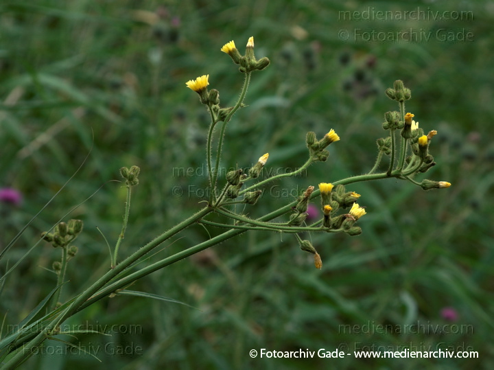 Acker-Gänsedistel. Sonchus arvensis.
19.  7. 2009. Brandenburg. Linum. Flora. Pflanzen. Blüten.Acker-Gänsedistel. Sonchus arvensis.
Schlüsselwörter: 2009;Acker-Gänsedistel;Blüte;Brandenburg;Flora;Linum;Pflanzen;plants;Sonchus arvensis