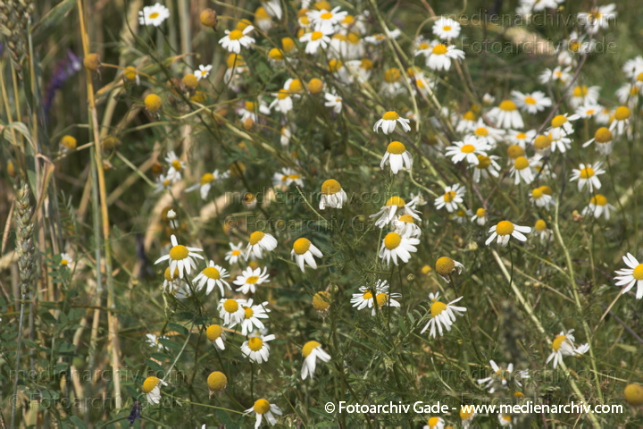 Acker-Hundskamille. Anthemis arvensis
10.  7. 2011. Brandenburg. Uckermark. Gertreidefeld. Pflanzen. Acker-Hundskamille (Anthemis arvensis)
Schlüsselwörter: 2011;Acker-Hundskamille;Anthemis arvensis;Brandenburg;Flora;Getreidefeld;Linum;Natur;Pflanzen;plants;Uckermark