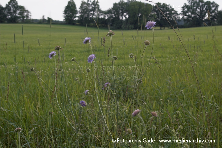 Wiesen- oder Acker-Witwenblume. Knautia arvensis
22.  6. 2006. Mecklenburg-Vorpommern. Carwitz. Flora. Pflanzen. Blume. Blumen. Kardengewächse. Wiesen- oder Acker-Witwenblume (Knautia arvensis)
Schlüsselwörter: 2006;Acker-Knautie;Acker-Witwenblume;Blume;Blüte;Carwitz;Feldberger Seengebiet;Flora;Kardengewächse;Knautia arvensis;Mecklenburg-Vorpommern;Pflanzen;plants;Wiesen-Witwenblume;Witwenblume