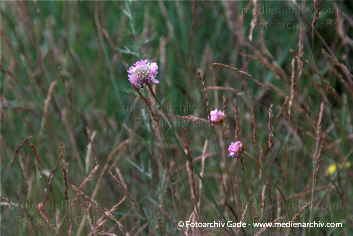 Pflanzen Acker Witwenblume
9.  6. 2009. Mecklenburg-Vorpommern. Carwitz. Flora. Pflanzen. Blüten. Acker Witwenblume. Acker-Witwenblume (Knautia arvensis) auch Wiesen-Witwenblume
Schlüsselwörter: 2009;Acker Witwenblume;Acker-Witwenblume;Blüte;Carwitz;Flora;Knautia arvensis;Mecklenburg-Vorpommern;Natur;Pflanzen;plants