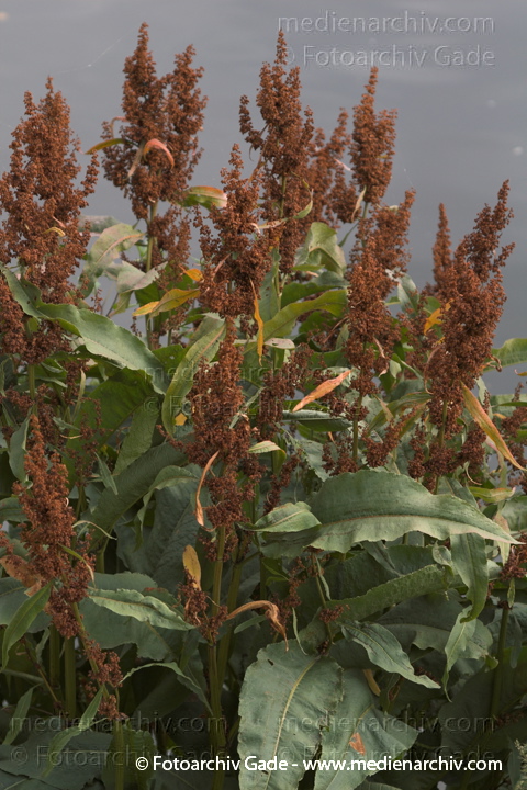 Ampfer. Rumex spec.
August 2005.  Berlin. Flora. Pflanzen. Ampfer (Rumex spec.).   Knöterichgewächse (Polygonaceae).
Schlüsselwörter: 2005;Ampfer;Berlin;Flora;Natur;Pflanzen;plants