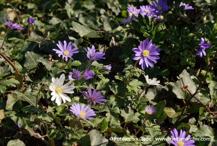 Anemone. Anemone apennins
26.  3. 2007. Berlin. Flora. Pflanzen. Frühling. Blüten.  Anemone (Anemone apennina). Familie. Hahnenfußgewächse (Ranunculaceae)
Schlüsselwörter: 2007;Anemone;Berlin;Blume;Flora;Natur;Pflanzen;plants