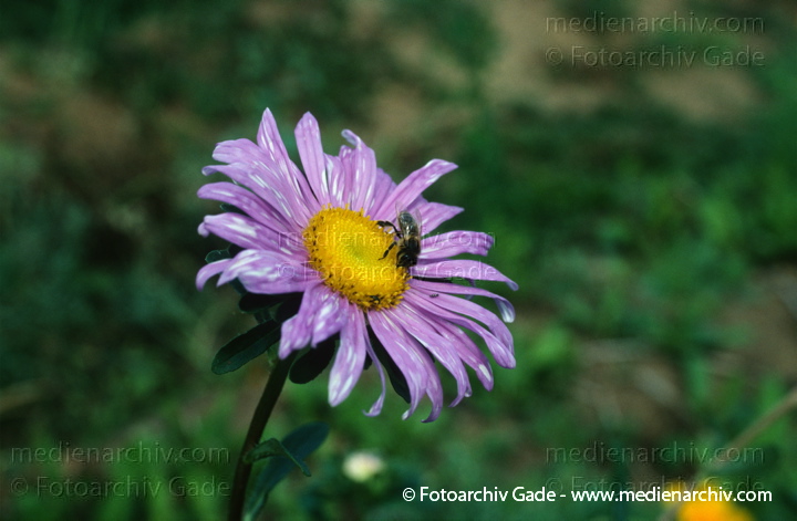 Astern (Aster)
1996.  Mecklenburg-Vorpommern. Carwitz. Flora. Pflanzen. Astern (Aster)
Schlüsselwörter: 1996;Aster;Astern;Carwitz;Flora;Mecklenburg-Vorpommern;Natur;Pflanzen;plants