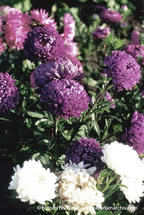 August    Korbblütengewächse. Astern. Aster novi-belgii.
August 1996.   Mecklenburg-Vorpommern. Flora Pflanzen. Korbblütengewächse. Astern (Aster novi-belgii).
Schlüsselwörter: 1996;Aster;Aster novi-belgii;Blume;Flora;KorbBlütegewächse;Natur;Pflanzen;plants