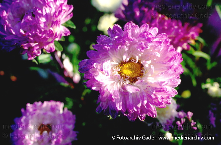 August    Korbblütengewächse. Astern. Aster novi-belgii.
August 1996.   Mecklenburg-Vorpommern. Flora Pflanzen. Korbblütengewächse. Astern (Aster novi-belgii).
Schlüsselwörter: 1996;Blumen;Deutschland;Flora;KorbBlütegewächse;Mecklenburg-Vorpommern;Natur;Pflanzen;plants