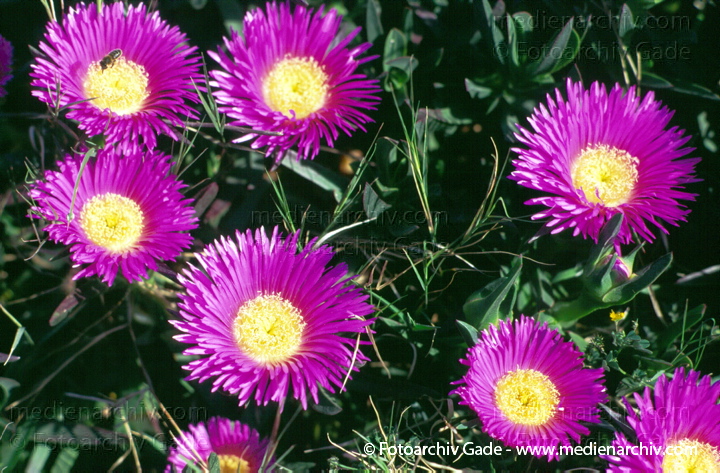 Astern. Aster
März 1997.  Flora. Pflanzen. Blumen. Astern (Aster)  Korbblütler (Asteraceae)
Schlüsselwörter: 1997;Aster;Flora;Natur;Pflanzen;plants
