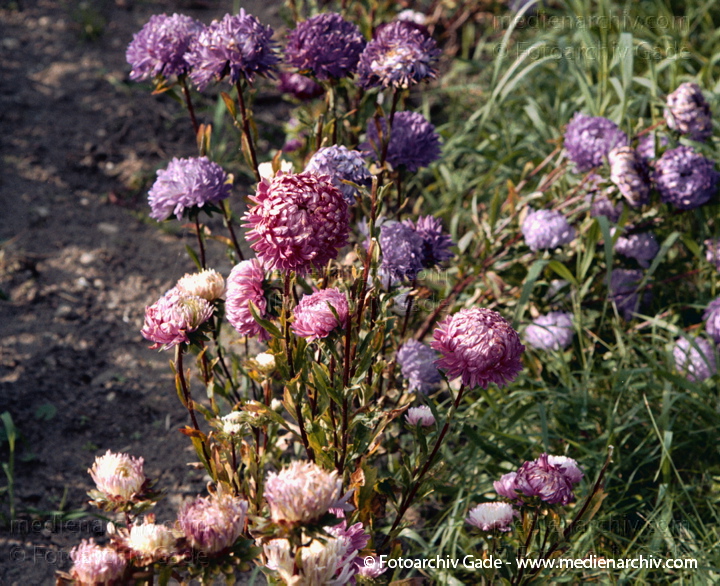 September   Korbblütengewächse. Astern
September 1998.   Mecklenburg-Vorpommern. Carwitz. Flora Pflanzen. Korbblütengewächse. Astern
Schlüsselwörter: 1998;Blumen;Carwitz;Deutschland;Flora;KorbBlütegewächse;Mecklenburg-Vorpommern;Natur;Pflanzen;plants