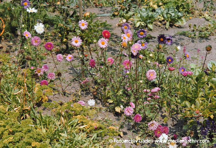 Korbblütengewächse. Astern. Aster.
24.  August 2002.  Mecklenburg-Vorpommern. Carwitz. Flora Pflanzen. Korbblütengewächse. Astern (Aster).
Schlüsselwörter: 2002;Aster;Carwitz;Deutschland;Flora;KorbBlütegewächse;Mecklenburg-Vorpommern;Natur;Pflanzen;plants