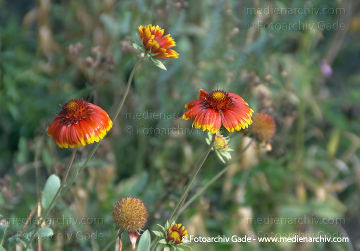 Blüten Asteraceae. Aster Gaillardia Dazzler
7.  9. 2008. Carwitz. Flora. Pflanzen. Astern (Aster)
Schlüsselwörter: 2008;Aster;Astern;Carwitz;Flora;Garten;Mecklenburg-Vorpommern;Natur;Pflanzen;plants