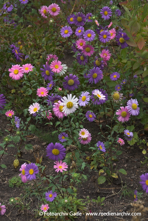 Astern (Aster)
7.  9. 2008. Carwitz. Flora. Pflanzen. Astern (Aster)
Schlüsselwörter: 2008;Aster;Astern;Carwitz;Flora;Garten;Mecklenburg-Vorpommern;Natur;Pflanzen;plants