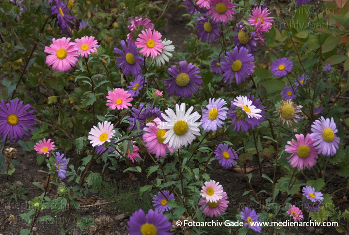 Astern (Aster)
7.  9. 2008. Carwitz. Flora. Pflanzen. Astern (Aster)
Schlüsselwörter: 2008;Aster;Astern;Carwitz;Flora;Garten;Mecklenburg-Vorpommern;Natur;Pflanzen;plants