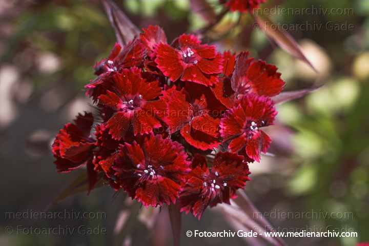 Blüte Nelkengewächse. Bartnelke. Dianthus barbatus
21.  Juni 2005. Mecklenburg-Vorpommern. Carwitz. Flora Pflanzen Blüte Nelkengewächse. Bartnelke (Dianthus barbatus)
Schlüsselwörter: 2005;Bartnelke;Blumen;Blüte;Dianthus barbatus;Flora;Mecklenburg-Vorpommern;Natur;Nelkengewächse;Pflanzen;plants