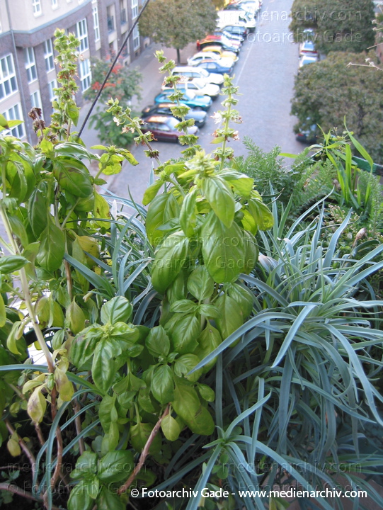 Basilikum. Ocimum basilicum
2002.  Berlin. Flora. Pflanzen. Basilikum (Ocimum basilicum)    Lippenblütler (Lamiaceae)
Schlüsselwörter: 2002;Basilikum;Flora;Natur;Ocimum basilicum;Pflanzen;plants