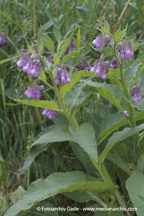 Futter-Beinwell. Symphytum x uplandicum
Juni 2005.  Mecklenburg-Vorpommern, Carwitz. Flora. Pflanzen.  Futter-Beinwell (Symphytum x uplandicum).   Borretschgewächse (Boraginaceae). Höhe: 100 bis 200 cm. Blütezeit: Mai bis Juli. Blaue. Violette Blüten.
Schlüsselwörter: 2005;Flora;Mecklenburg-Vorpommern;Pflanzen;plants