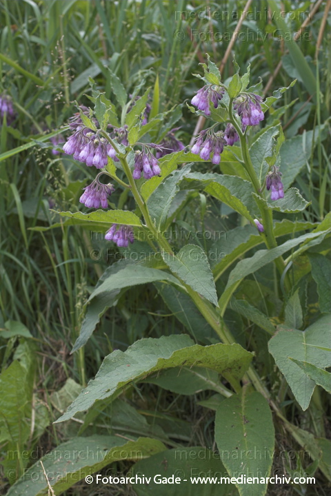 Futter-Beinwell. Symphytum x uplandicum
Juni 2005.  Mecklenburg-Vorpommern, Carwitz. Flora. Pflanzen.  Futter-Beinwell (Symphytum x uplandicum).   Borretschgewächse (Boraginaceae). Höhe: 100 bis 200 cm. Blütezeit: Mai bis Juli. Blaue. Violette Blüten.
Schlüsselwörter: 2005;Flora;Mecklenburg-Vorpommern;Pflanzen;plants