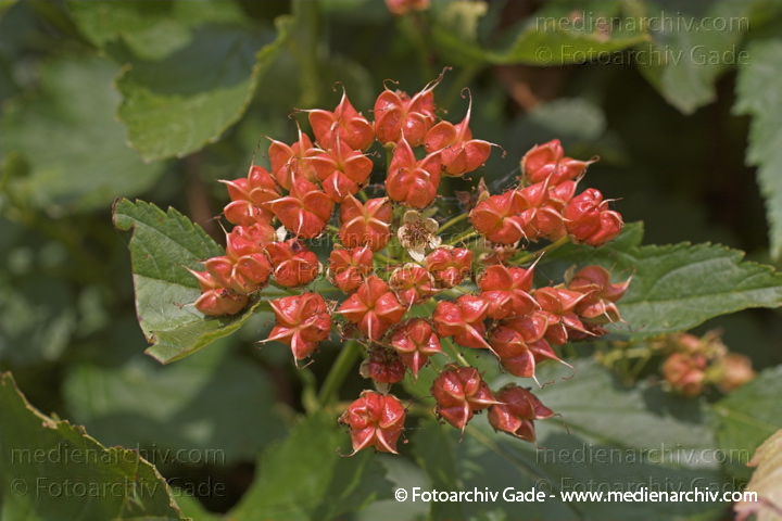 Blasenspiere. Physocarpus
21.  Juni 2005. Mecklenburg-Vorpommern, Carwitz. Flora. Pflanzen. Blasenspiere. Physocarpus
Schlüsselwörter: 2005;Blasenspiere;Blüte;Flora;Natur;Pflanzen;Physocarpus;plants
