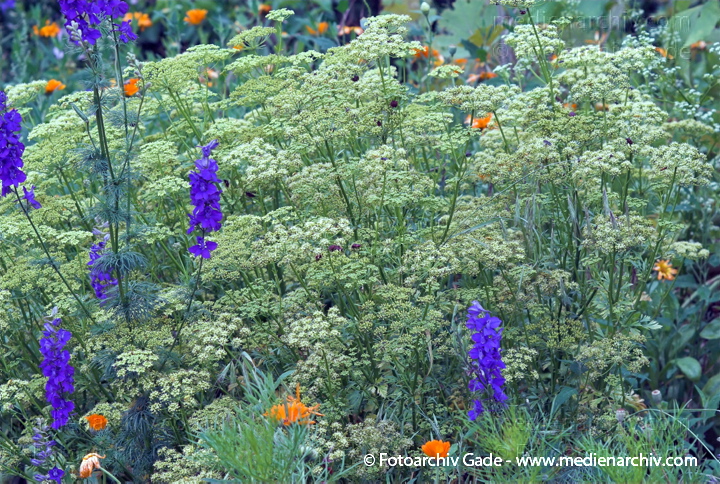 Blüten.
23.  6. 2007. Mecklenburg-Vorpommern. Carwitz. Flora. Pflanzen. Blüten. In Bartels Garten: Blühende Petersilie und Blumen.
Schlüsselwörter: 2007;Blüte;Carwitz;Flora;Mecklenburg-Vorpommern;Natur;Pflanzen;plants