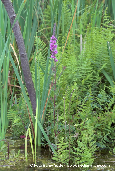 Blut-Weiderich. Lythrum salicaris
24.  6. 2007. Mecklenburg-Vorpommern. Carwitz. Flora. Pflanzen. Blüten. Blut-Weiderich (Lythrum salicaria).   Weiderichgewächse (Lythraceae).
Schlüsselwörter: 2007;Blüte;Carwitz;Flora;Mecklenburg-Vorpommern;Natur;Pflanzen;plants