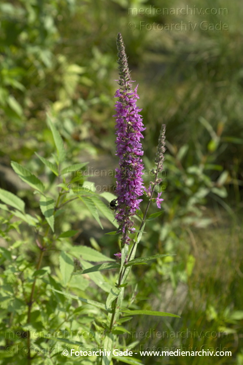 Gewöhnlicher Blutweiderich (Lythrum salicaria)
8.  8. 2010. Berlin. Flora. Pflanzen. Gewöhnlicher Blutweiderich (Lythrum salicaria)
Schlüsselwörter: 2010;Berlin;Blutweiderich;Flora;Gewöhnlicher Blutweiderich;Lythrum salicaria;Natur;Pflanzen;plants;Rehberge;Wedding