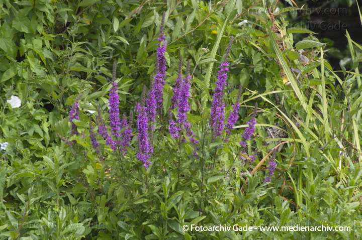 Gewöhnlicher Blutweiderich. Lythrum salicaris
13.  7. 2013. Brandenburg. Hennigsdorf. Flora. Pflanzen. Gewöhnlicher Blutweiderich (Lythrum salicaria)
Schlüsselwörter: 2013;Blutweiderich;Brandenburg;Flora;Gewöhnlicher Blutweiderich;Hennigsdorf;Lythrum salicaria;Pflanzen;plants