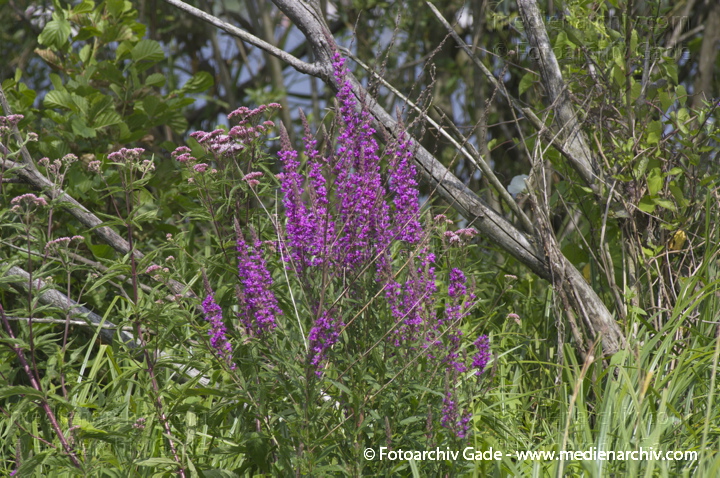 Gewöhnlicher Blutweiderich. Lythrum salicaris
13.  7. 2013. Brandenburg. Hennigsdorf. Flora. Pflanzen. Gewöhnlicher Blutweiderich (Lythrum salicaria)
Schlüsselwörter: 2013;Blutweiderich;Brandenburg;Flora;Gewöhnlicher Blutweiderich;Hennigsdorf;Lythrum salicaria;Pflanzen;plants