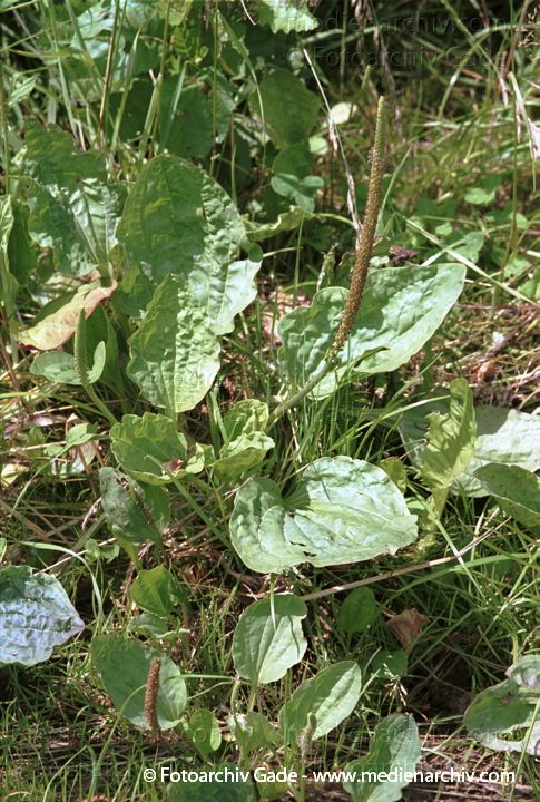Breit-Wegerich. Plantago major
Juli 2001.   Flora. Pflanzen.  Breit-Wegerich (Plantago major).   Wegerichgewächse (Plantaginaceae). Höhe: 10 bis 40 cm. Blütezeit: Juni - Oktober. Grüne. Gelbe Blüten
Schlüsselwörter: 2001;Flora;Pflanzen;Plantago major;plants
