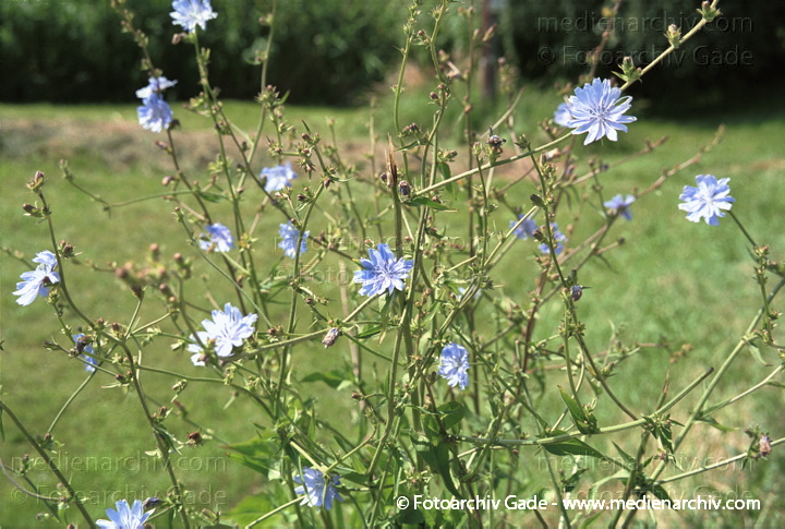 Wegwarte. Cichorium intybus
Juli 2001.  Mecklenburg-Vorpommern. Fischland.   Flora. Pflanzen. Blumen. Korbblütler. Wegwarte  (Cichorium intybus)
Schlüsselwörter: 2001;Blume;Cichorium intybus;Flora;Korbblütler;Mecklenburg-Vorpommern;Pflanzen;plants;Wegwarte