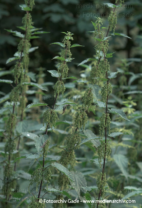 Brennnesseln (Urtica)
2009.  Flora. Pflanzen. Brennesseln
Schlüsselwörter: 2009;Brennesseln;Brennnesseln;Flora;Natur;Pflanzen;plants;Urtica