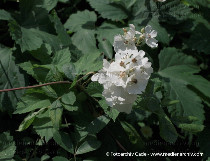 Büschel Rose. Rosa multi Blüten
31.  5. 2009. Berlin. Berlin-Mitte. Wedding (Nordufer und Rehberge) Flora. Pflanzen. Büschel Rose. Rosa multiflora. Blüten.
Schlüsselwörter: 2009;Berlin;Blüte;Büschel Rose;Flora;Natur;Pflanzen;plants;Rosa multiflora