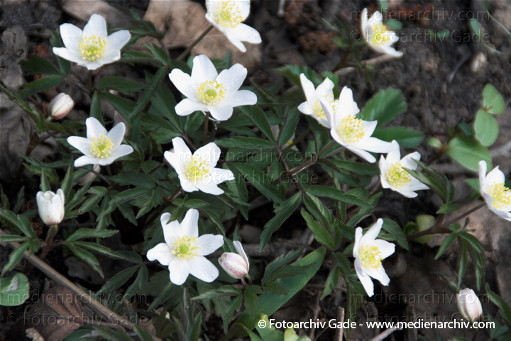 Buschwindröschen. Anemone nemoross
2.  4. 2010. Berlin. Flora. Pflanzen. Buschwindröschen (Anemone nemorosa)
Schlüsselwörter: 2010;Anemone nemorosa;Berlin;Buschwindröschen;Flora;Natur;Pflanzen;plants;Rehberge;Wedding