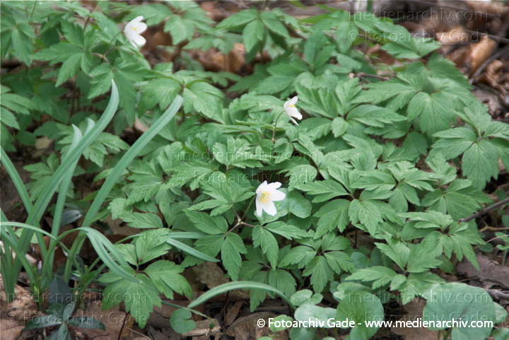 Buschwindröschen (Anemone nemorosa)
11.  4. 2010. Berlin. Flora. Pflanzen. Buschwindröschen (Anemone nemorosa)
Schlüsselwörter: 2010;Anemone nemorosa;Berlin;Buschwindröschen;Flora;Natur;Pflanzen;plants;Wedding