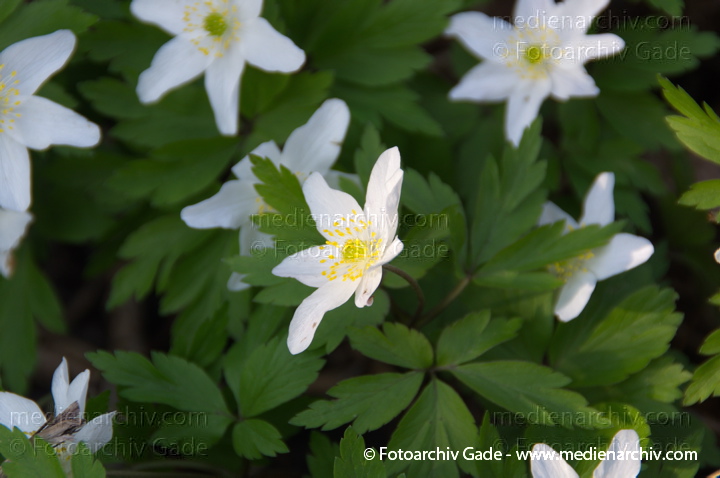 Buschwindröschen. (Anemone nemorosa)
29.  3. 2014. Berlin. Buschwindröschen. (Anemone nemorosa) weisse Blüten
Schlüsselwörter: 2014;Anemone nemorosa;Berlin;Blüte;Buschwindröschen;Flora;Germany;Pflanzen