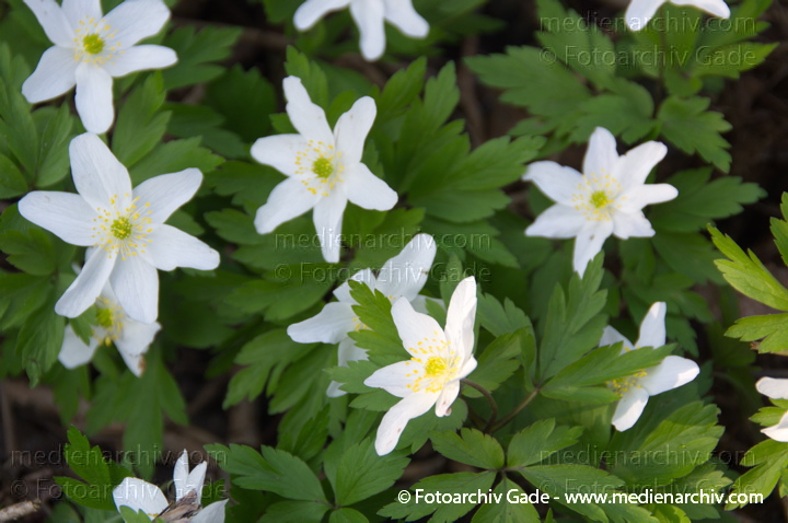 Buschwindröschen. (Anemone nemorosa)
29.  3. 2014. Berlin. Buschwindröschen. (Anemone nemorosa) weisse Blüten
Schlüsselwörter: 2014;Anemone nemorosa;Berlin;Blüte;Buschwindröschen;Flora;Germany;Pflanzen