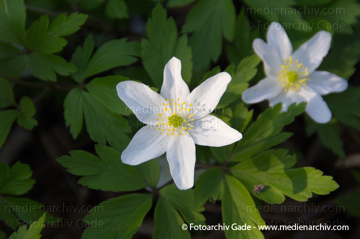 Buschwindröschen. (Anemone nemorosa)
29.  3. 2014. Berlin. Buschwindröschen. (Anemone nemorosa) weisse Blüten
Schlüsselwörter: 2014;Anemone nemorosa;Berlin;Blüte;Buschwindröschen;Flora;Germany;Pflanzen
