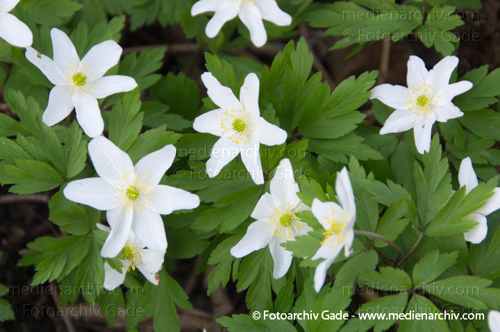 Buschwindröschen. (Anemone nemorosa)
29.  3. 2014. Berlin. Buschwindröschen. (Anemone nemorosa) weisse Blüten
Schlüsselwörter: 2014;Anemone nemorosa;Berlin;Blüte;Buschwindröschen;Flora;Germany;Pflanzen