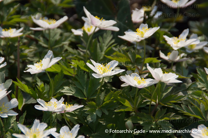 Buschwindröschen. (Anemone nemorosa)
29.  3. 2014. Berlin. Buschwindröschen. (Anemone nemorosa) weisse Blüten
Schlüsselwörter: 2014;Anemone nemorosa;Berlin;Blüte;Buschwindröschen;Flora;Germany;Pflanzen