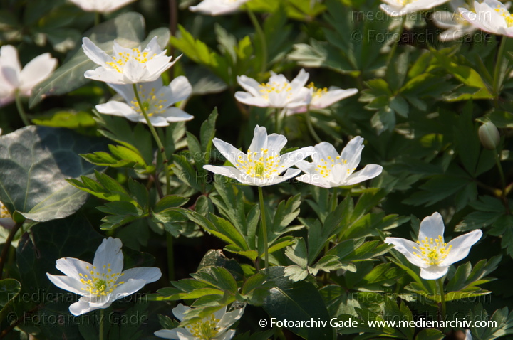Buschwindröschen. (Anemone nemorosa)
29.  3. 2014. Berlin. Buschwindröschen. (Anemone nemorosa) weisse Blüten
Schlüsselwörter: 2014;Anemone nemorosa;Berlin;Blüte;Buschwindröschen;Flora;Germany;Pflanzen