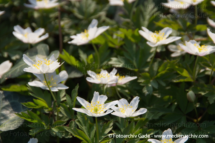 Buschwindröschen. (Anemone nemorosa)
29.  3. 2014. Berlin. Buschwindröschen. (Anemone nemorosa) weisse Blüten
Schlüsselwörter: 2014;Anemone nemorosa;Berlin;Blüte;Buschwindröschen;Flora;Germany;Pflanzen