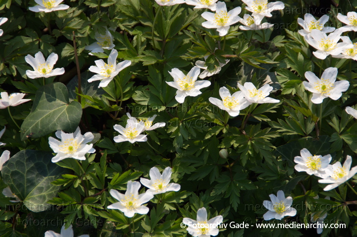 Buschwindröschen. (Anemone nemorosa)
29.  3. 2014. Berlin. Buschwindröschen. (Anemone nemorosa) weisse Blüten
Schlüsselwörter: 2014;Anemone nemorosa;Berlin;Blüte;Buschwindröschen;Flora;Germany;Pflanzen