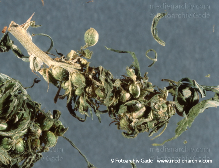 Hanf (Cannabis)
September.  1991. Berlin. Hanf (Cannabis sativa). Hanfgewächse.
Schlüsselwörter: 1991;Berlin;Cannabis;Droge;Flora;Hanf;Haschisch;Joint;Kiffen;Natur;Pflanzen;plants;Rauschmittel