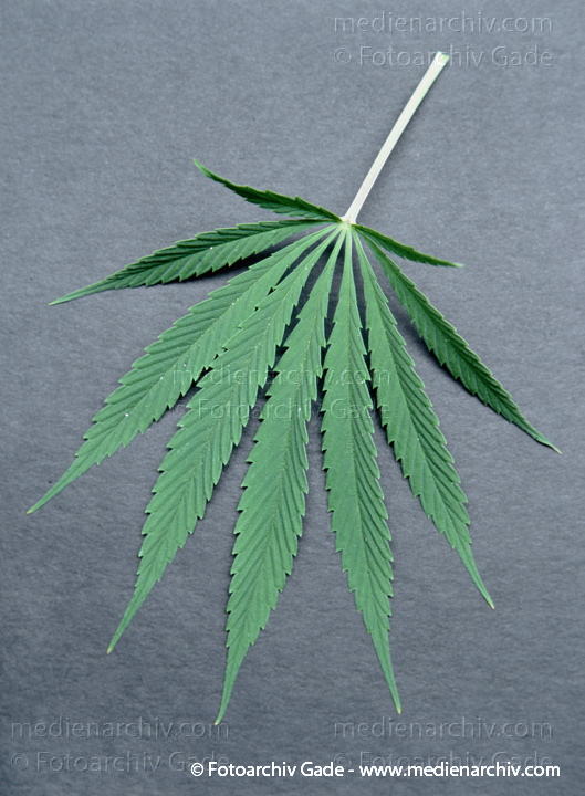Hanf (Cannabis)
September.  1991. Berlin. Hanf (Cannabis sativa). Hanfgewächse.
Schlüsselwörter: 1991;Berlin;Cannabis;Droge;Flora;Hanf;Haschisch;Joint;Kiffen;Natur;Pflanzen;plants;Rauschmittel
