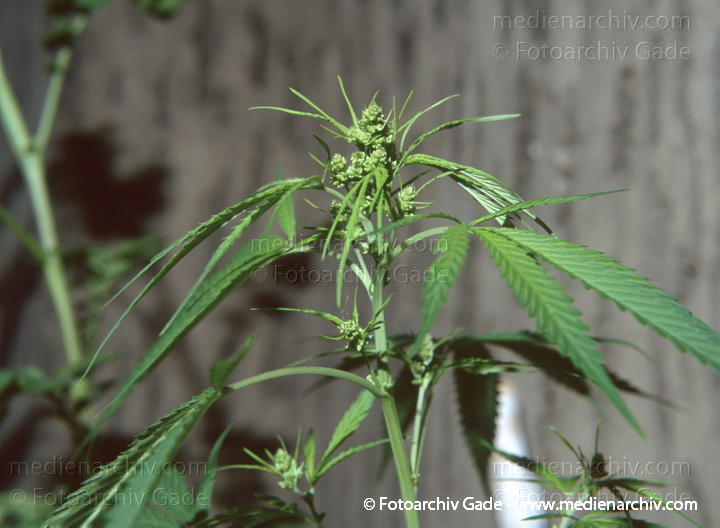 Hanf (Cannabis)
September.  1991. Berlin. Hanf (Cannabis sativa). Hanfgewächse.
Schlüsselwörter: 1991;Berlin;Cannabis;Droge;Flora;Hanf;Haschisch;Joint;Kiffen;Natur;Pflanzen;plants;Rauschmittel