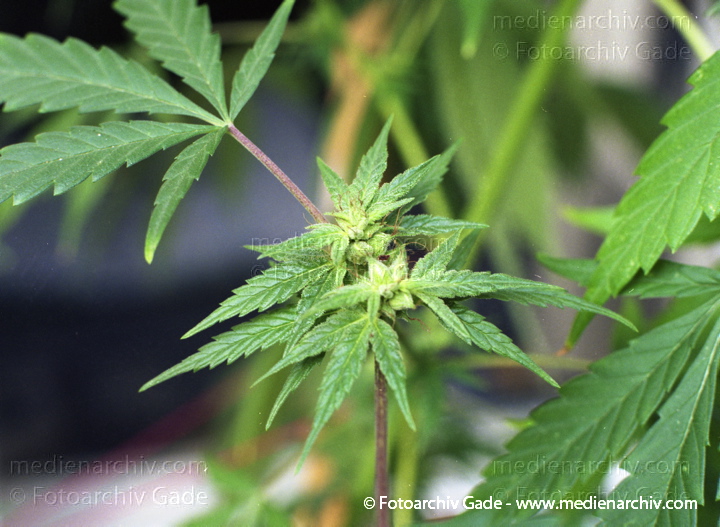 Hanf (Cannabis)
September.  1991. Berlin. Hanf (Cannabis sativa). Hanfgewächse.
Schlüsselwörter: 1991;Berlin;Cannabis;Droge;Flora;Hanf;Haschisch;Joint;Kiffen;Natur;Pflanzen;plants;Rauschmittel