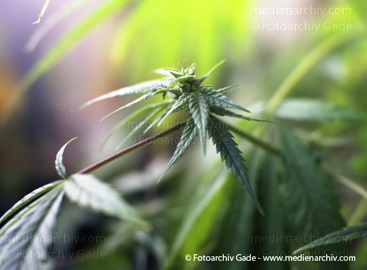 Hanf (Cannabis)
September.  1991. Berlin. Hanf (Cannabis sativa). Hanfgewächse.
Schlüsselwörter: 1991;Berlin;Cannabis;Droge;Flora;Hanf;Haschisch;Joint;Kiffen;Natur;Pflanzen;plants;Rauschmittel