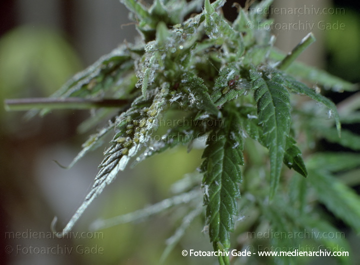 Hanf (Cannabis)
September.  1991. Berlin. Hanf (Cannabis sativa). Hanfgewächse.
Schlüsselwörter: 1991;Berlin;Cannabis;Droge;Flora;Hanf;Haschisch;Joint;Kiffen;Natur;Pflanzen;plants;Rauschmittel