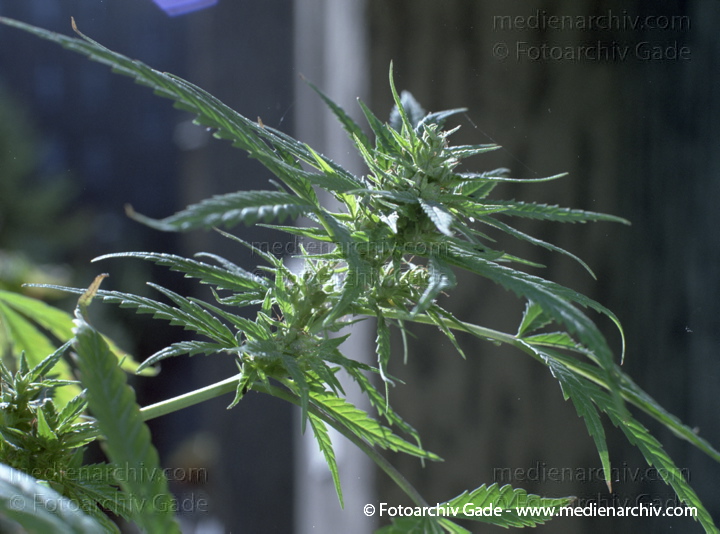 Hanf (Cannabis)
September.  1991. Berlin. Hanf (Cannabis sativa). Hanfgewächse.
Schlüsselwörter: 1991;Berlin;Cannabis;Droge;Flora;Hanf;Haschisch;Joint;Kiffen;Natur;Pflanzen;plants;Rauschmittel