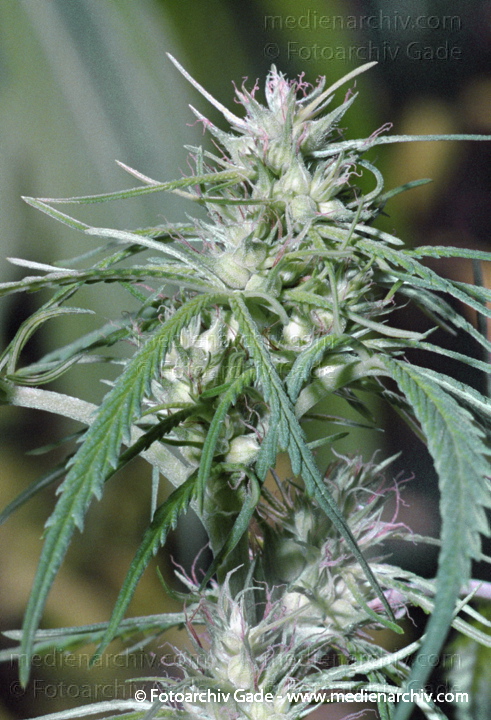 Hanf (Cannabis)
September.  1991. Berlin. Hanf (Cannabis sativa). Hanfgewächse.
Schlüsselwörter: 1991;Berlin;Cannabis;Droge;Flora;Hanf;Haschisch;Joint;Kiffen;Natur;Pflanzen;plants;Rauschmittel